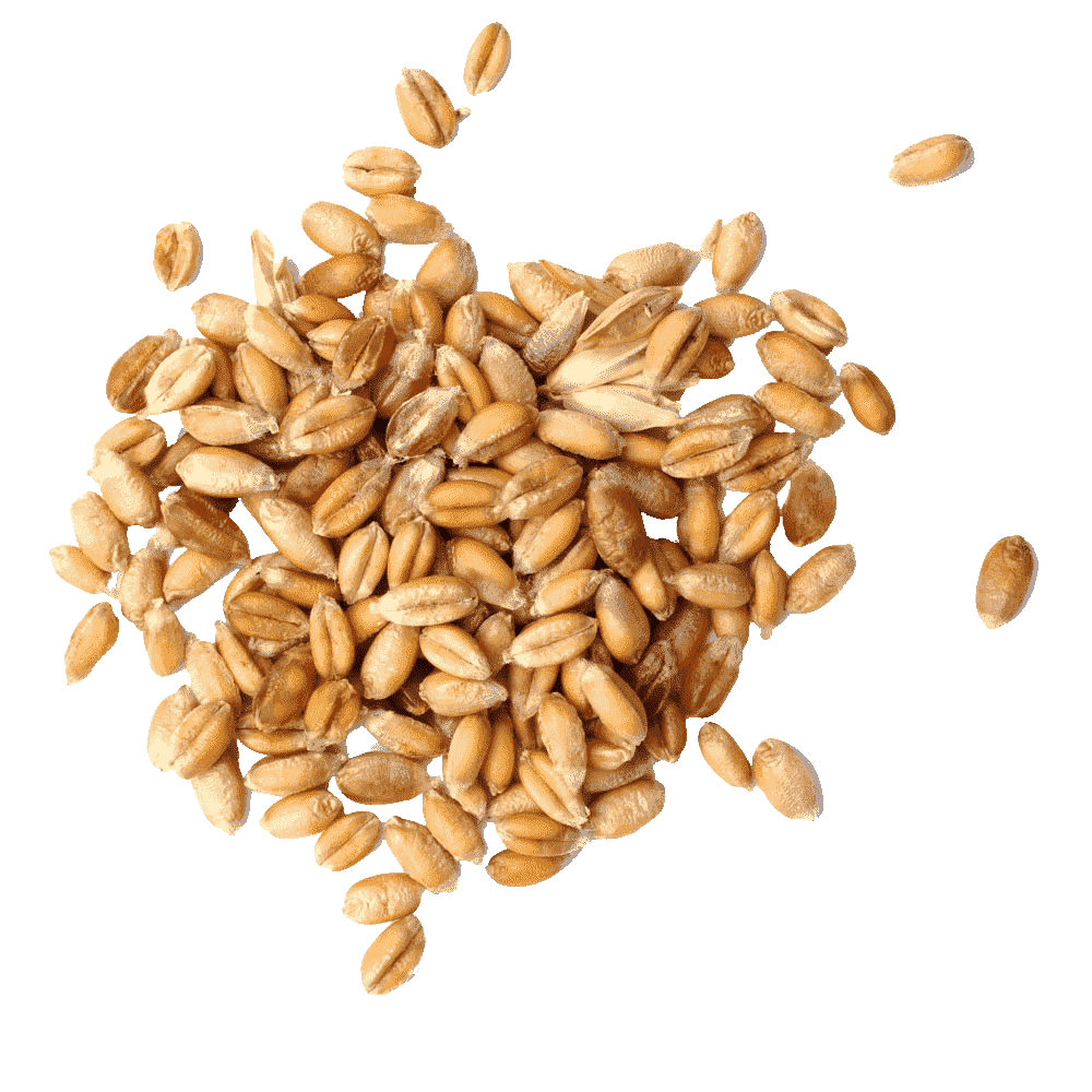 Высокий уровень сохранности зерна без потери качества